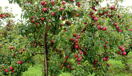  Как обрезать яблоневые деревья 